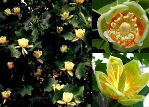 Tulpen Baum Stecklinge Pflanze Fur Den Garten Winterhart Mediterran Bluhend Deko Ebay