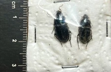 Coleoptera Carabidae, Harpalus sp - Italy, Tuscany (CB/138)