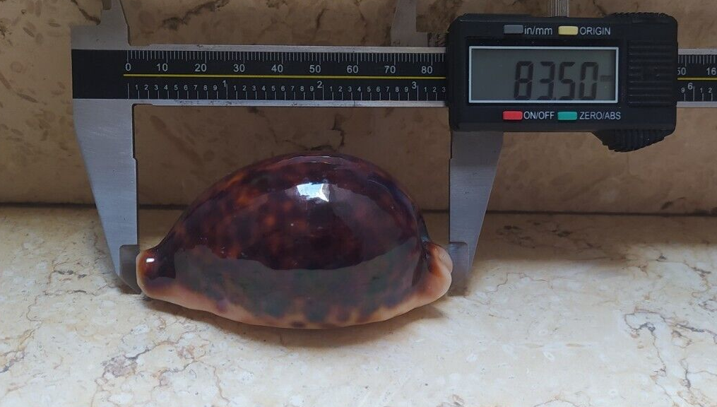 Picture 5 of 13