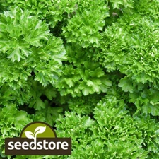 Forest Green Parsley Seeds | Heirloom / Non-GMO | Free Shipping | Herb Seed 1132