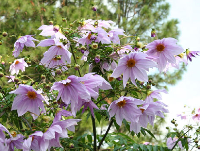Semillas de Dahlia imperialis - Dalia catalina - arbusto de flores hermosas