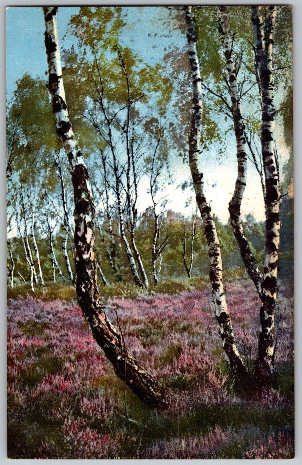 Antique Postcard Birch Trees and Heather 1910s