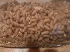 Live Spikes, Maggots, Bait, Ice Fishing Bait