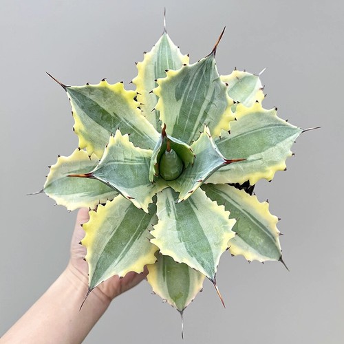 12CM Succulent Agave Plant Agave Potatorum Variegated lkar-i-raijin-Nishki Plant - 第 1/12 張圖片