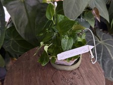 Anthurium  purple crystal x magnificum x Greige x red crystal  x cerrocampen