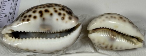 Conchiglia - Shell : cypraea Shells 2 Lot - Picture 2 of 3