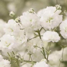 5,000 Baby's Breath Seeds for Planting Easy to Grow Annual Flowers