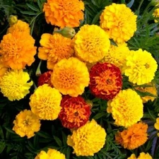French Marigold PETITE MIX Double Dwarf Flowers Heirloom USA Non-GMO 200 Seeds!