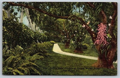 Postcard Florida Giant mango trees and orchids Edison Estate 1U