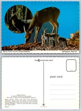 Buena Vista Exotic Animal Paradise Postcard Springfield MO Sika Deer Antelope