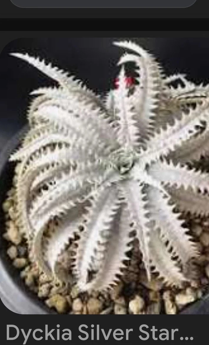 Dyckia Cactis&Succulents for sale | eBay