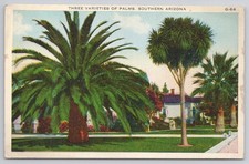 Three Varieties of Palms Southern Arizona Linen Postcard A. O. Boeres Co.