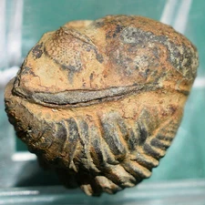 Trilobite: Viaphacops spinoedgecombei - rare Bolivia devonian trilobite fossil