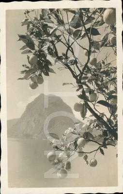 Lugano RPPC Vintage Postkarte 1931 S. Salvatore Schweiz Blick See Obstbaum