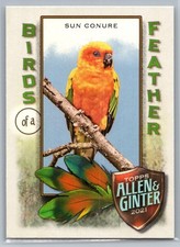 2021 Topps Allen & Ginter #BOF-2 Sun Conure Birds of a Feather *ZM