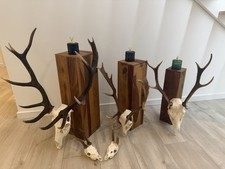 Exklusive Jagd-Dekoration 5 Hochwertige Geweihe (Hirsch Damhirsch Reh) Jagd