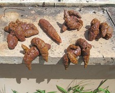 6 merde SCHIFOSE Scherzi Carnevale Halloween cacca finta SHIT  SIAMO NELLA MERDA