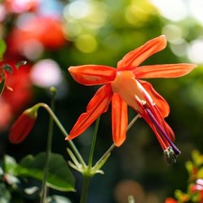 Bessera Elegans Summer Flowering Bulbs - Coral Drops - Exotic Red Flowering Bulb