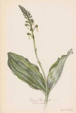 Listera ovata Gro�es Zweiblatt Farbdruck von 1954