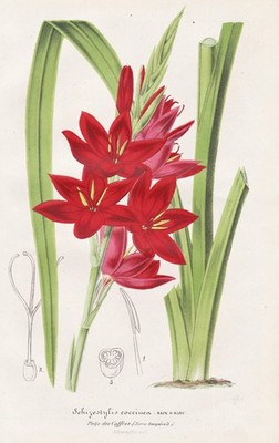 river lily Africa Red Swamp Split Pen Flower Botany Lemaire Lithograph