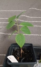 Cherimoya plant (not seed) Annona squamosa, one Sapling/seedling, plant B