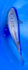 11-inch Beni Kikokuryu Dragon Koi, Black Swamp Koi Farms