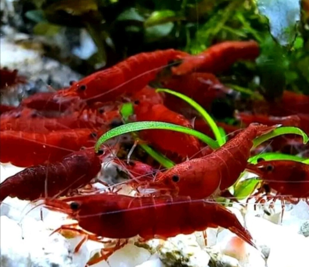Lotto 10+1 Omaggio Neocaridine Bloody Mary/acquario/caridine/gamberetti