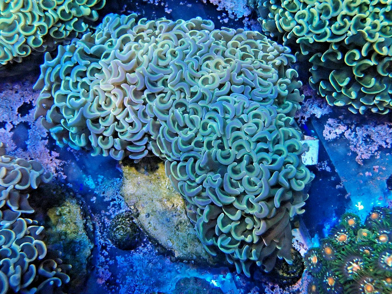 WYSIWYG indo wall hammer colony