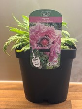 Papaver Bolero 2L | Perennial Poppy for Cottage Gardens |