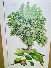 ANTIQUE POSTER WALNUT TREES NATURE POSTER PICTURE ILLUSTRATION 1882 BOTANY PLANT