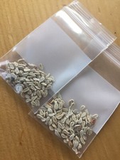 3g Thai ivy gourd seeds, Coccinia grandis, ตำลึง