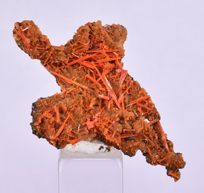 4,2 cm GEM RED CROCOITE CRYSTAL CLUSTER MATRIX ADELAIDE MINE AUSTRALIA ZB51
