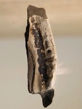 Late Cretaceous Dinosaur Fossil in Display Stunning Detail. Hell Creek Ref2534