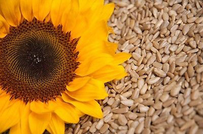 5 kg Geschälte Sonnenblumenkerne Top Qualität 5000g Sonnenblumen Kerne