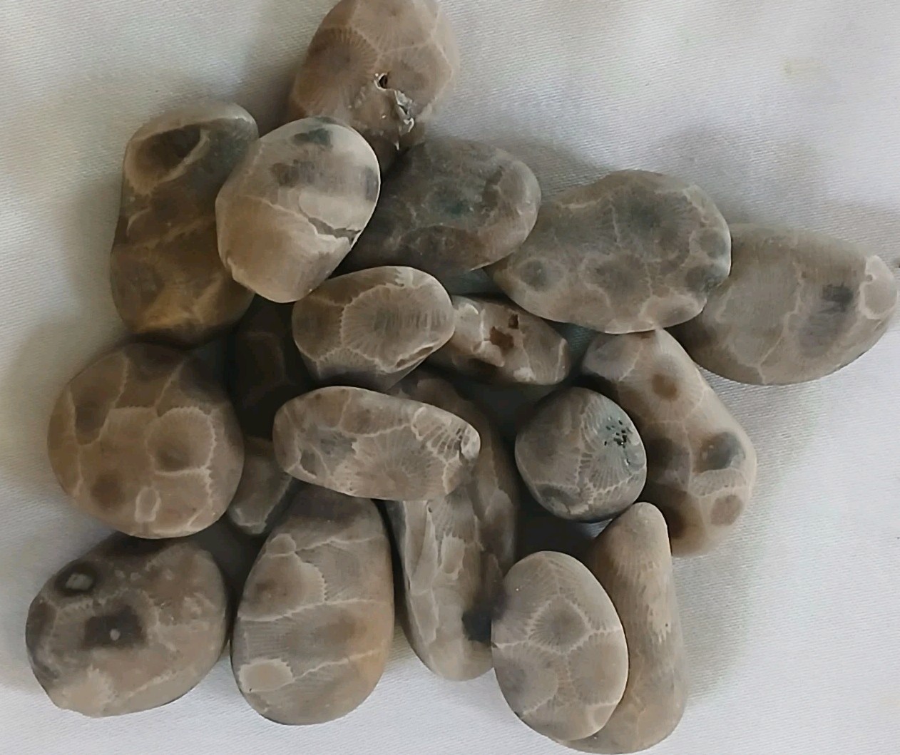 High Quality Michigan Petoskey Stones • 5oz Unploshed • Great Lakes Fossil Coral