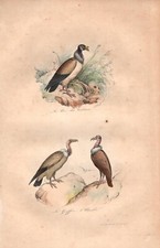 Stampa antica UCCELLI RAPACI AVVOLTOIO NIBBIO POIANA Buffon 1853 Antique print