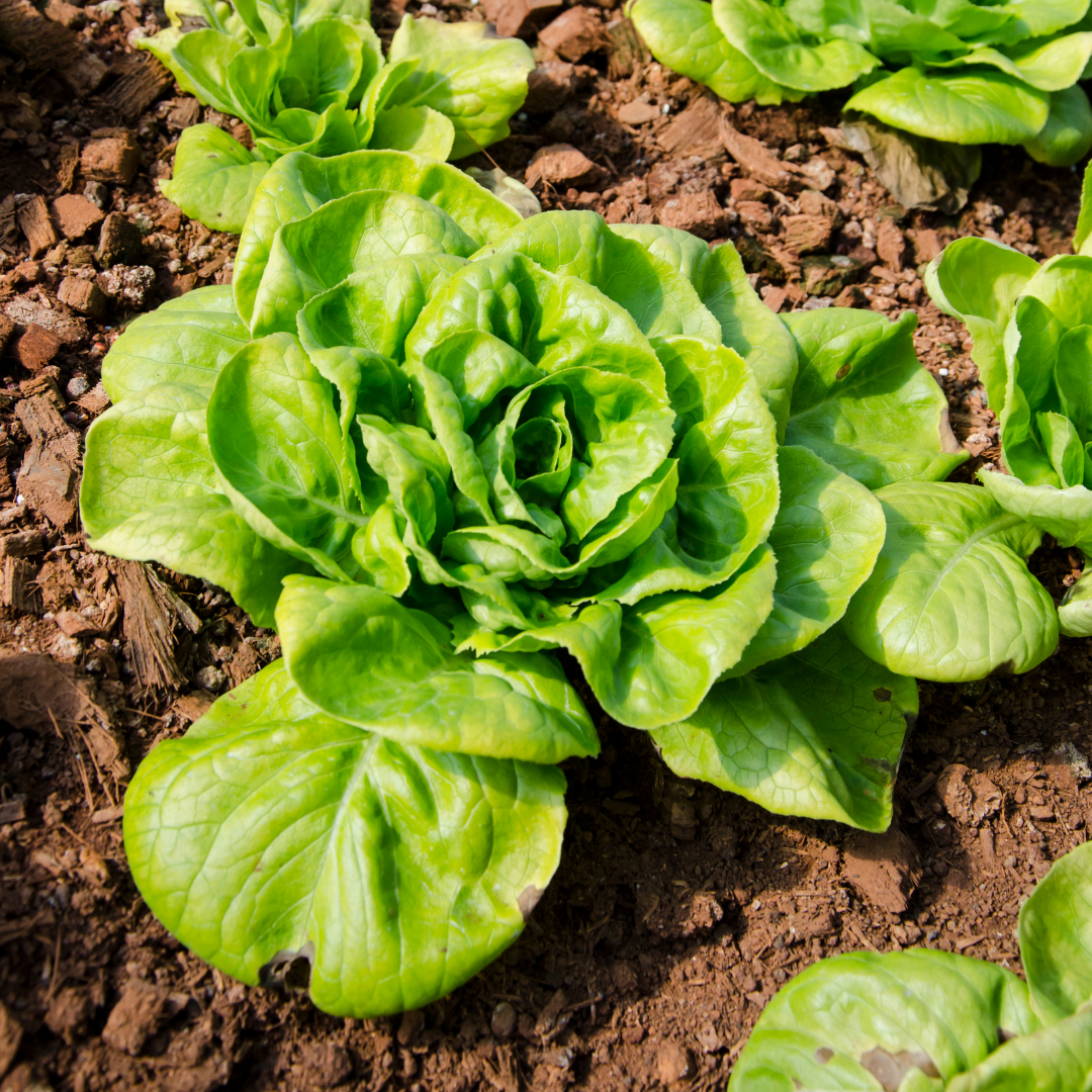 Fresh Crisp Bibb Butterhead Lettuce Seeds | Heirloom Non-GMO ...