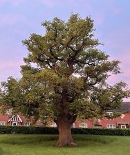 English Oak Tree Sapling (Quercus robur) 10-17cm tall