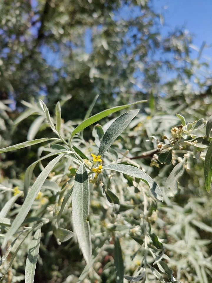 Russian Olive Tree Seeds Elaeagnus angustifolia Bonsai - Image 4 of 4
