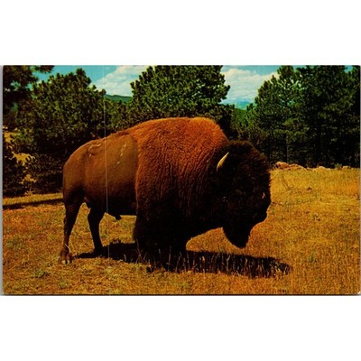 The Majestic Bison Symbol Harding College Athletic Spirit Vintage ...
