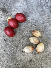 250 Seeds Christmas Manila Palm Tree Adonidia merrillii HAWAII GROWN Manoa Oahu 