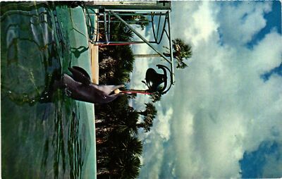 Vintage Postcard- Trained Porpoise Rings Bell at Marine Studios, St. Augustine,