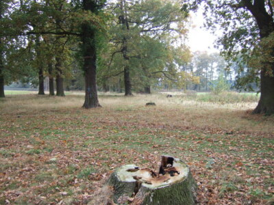 Photo 6x4 Rotten to the core A tree stump in a strip of mature trees in a c2009