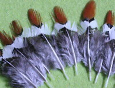 18 Lady Amherst 1-2'' Red White Pheasant Tail Feathers Fly Tying Flat rate Ship