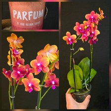 Phalaenopsis "Bronze Buddha" 2 Flower Spikes. Scented Flowers. 12cm Pot