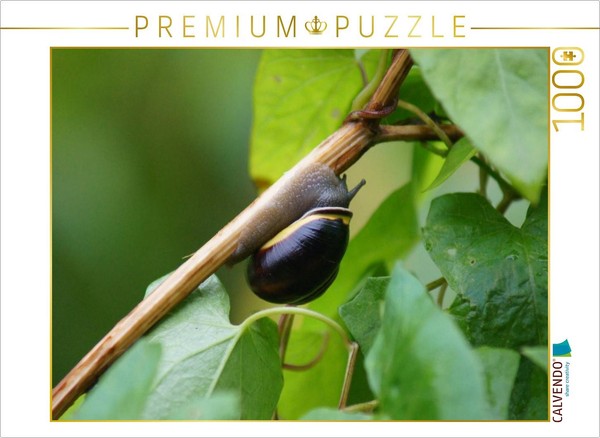 Calvendo Puzzle Snail On The Road | 1000 Pieces, Finished Size 25.2 × 18.9 In (6-image