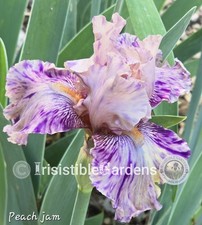 Peach Jam~ Tall Bearded 34" Crazy Broken Color(1) Iris Rhizome