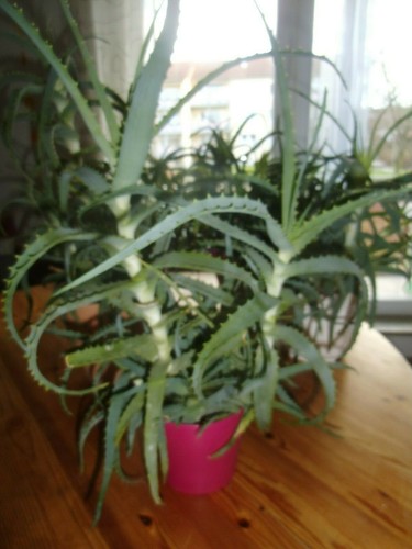 Aloe Arborescens Baum Aloe - Vera Heilpflanze versch Größen 39 cm Zimmerpflanze