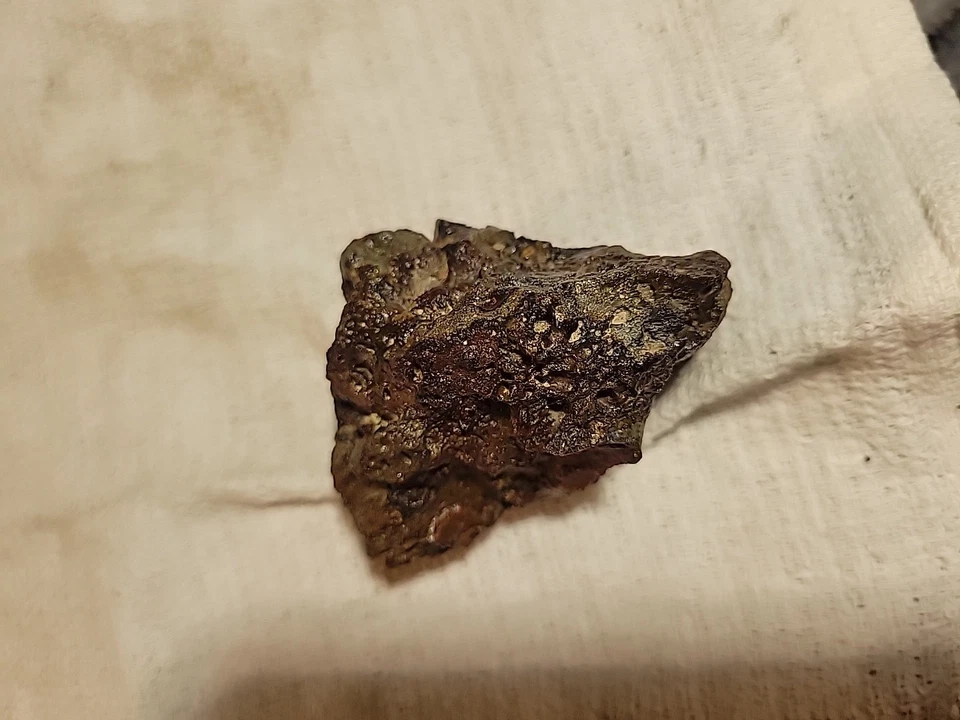 Prehistoric Fossilized Skull In Matrix  - Image 4 of 4