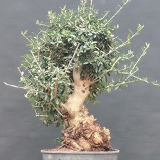 Olivastro Pre Bonsai  Olea Sylvestris Wild Olive, Ullastre, Nebari Tronco Strong